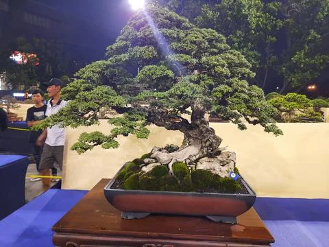 Unique Bonsai Tree Stock Photos