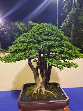 Unique Bonsai Tree Stock Photos