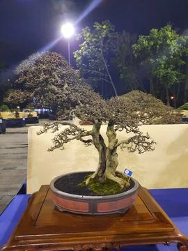 Unique Bonsai Tree Stock Photos