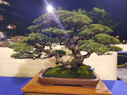 Unique Bonsai Tree Stock Photos