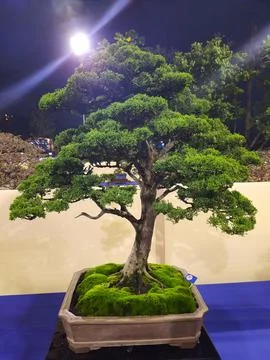 Unique Bonsai Tree Stock Photos