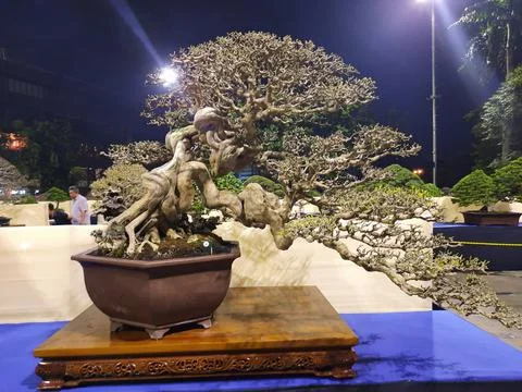Unique Bonsai Tree Stock Photos