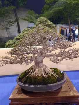 Unique Bonsai Tree Stock Photos