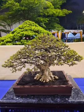 Unique Bonsai Tree Stock Photos