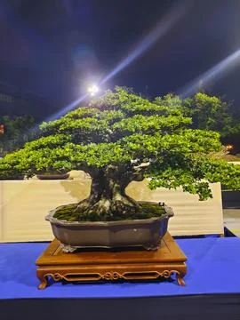 Unique Bonsai Tree Stock Photos