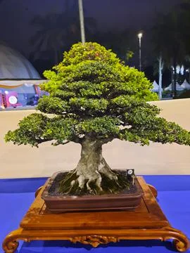 Unique Bonsai Tree Stock Photos