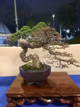 Unique Bonsai Tree Stock Photos