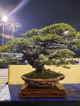Unique Bonsai Tree Stock Photos