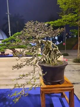 Unique Bonsai Tree Stock Photos