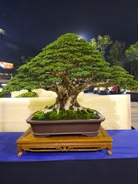 Unique Bonsai Tree Stock Photos