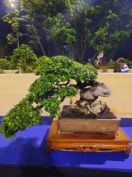 Unique Bonsai Tree Stock Photos