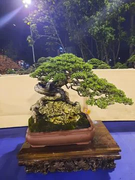 Unique Bonsai Tree Stock Photos