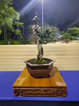 Unique Bonsai Tree Stock Photos