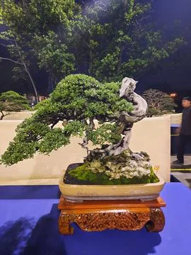 Unique Bonsai Tree Stock Photos