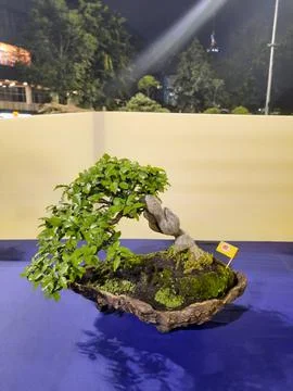 Unique Bonsai Tree Stock Photos