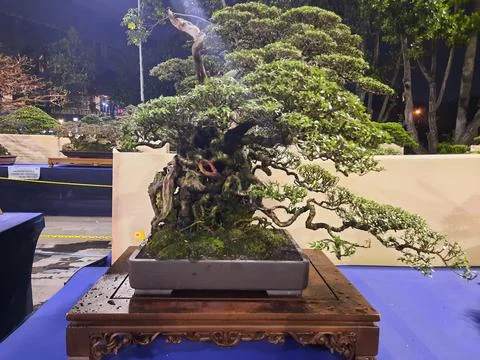 Unique Bonsai Tree Stock Photos