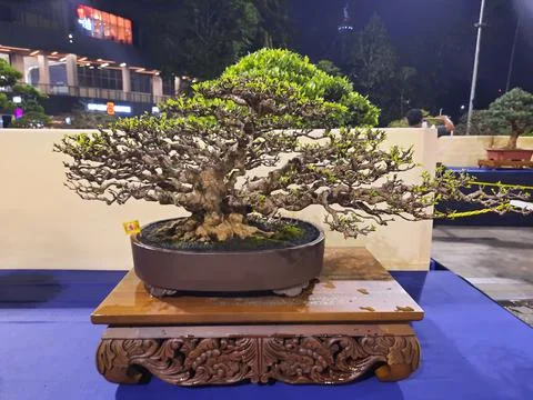 Unique Bonsai Tree Stock Photos