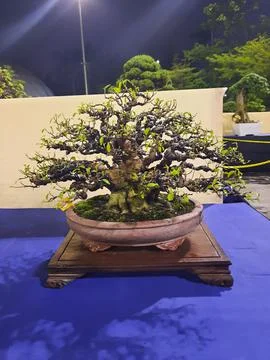 Unique Bonsai Tree Stock Photos