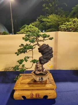 Unique Bonsai Tree Stock Photos