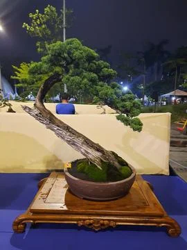 Unique Bonsai Tree Stock Photos