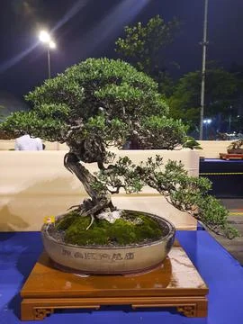 Unique Bonsai Tree Stock Photos