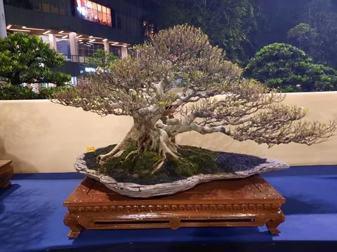 Unique Bonsai Tree Stock Photos