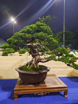 Unique Bonsai Tree Stock Photos