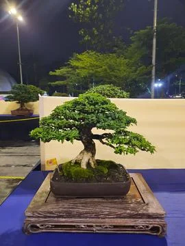 Unique Bonsai Tree Stock Photos