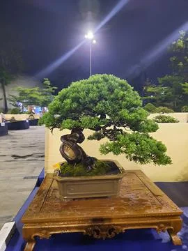 Unique Bonsai Tree Stock Photos