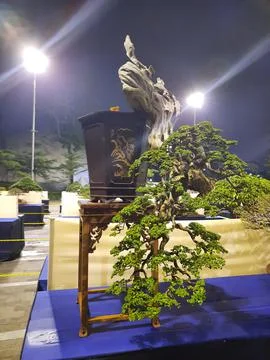 Unique Bonsai Tree Stock Photos