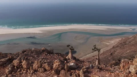 Unique bottle trees overlooking a pristine sandy beach in socotra Vidéo 335235459