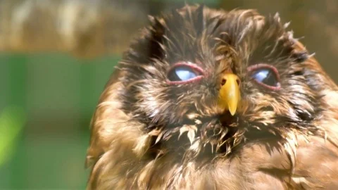 Unique, brown owl looking up with his shinning eyes Stock Footage 78556800