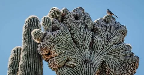 Unique cactus with bird Foto stock