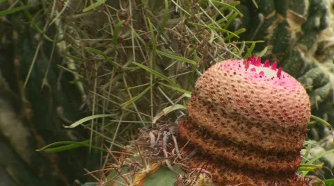 Unique Cactus Stock Footage