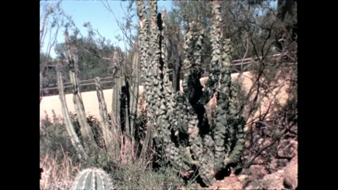 Unique Cactus Shape Stock Footage 276290470