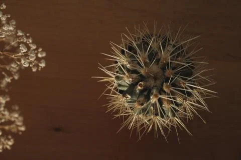 Unique cactus with sharp spines nestled beside dried flowers in warm light Foto stock