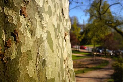 Unique camouflage pattern of plane tree bark in a sunny park with blurred b.. Stock Photos