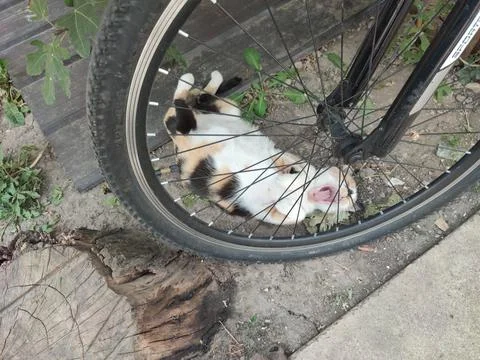 Unique cat sleeping Foto stock