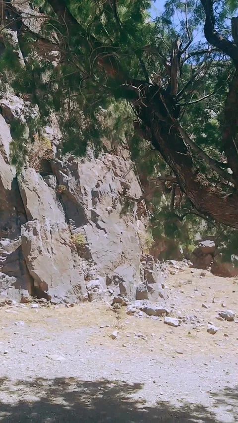 Unique Cave Church with Olive Tree in Crete Stock Footage 307754463
