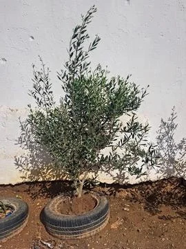 Unique charm of an olive tree thriving in an rubber of th automotive embrace Stock Photos