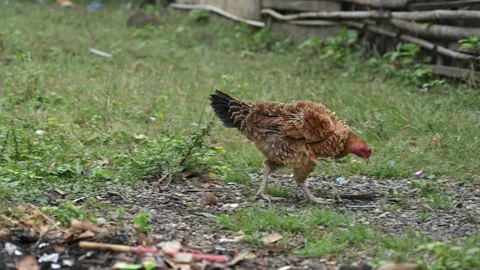 A unique chicken with its feathers growing backward Stock Footage 331945451