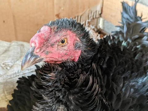 Unique chicken Foto stock