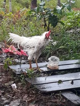 Unique chickens have upside down feathers 库存照片