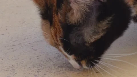 Unique chimera cat with two-toned split face eagerly chewing a large dry foo Stock Footage 344771662