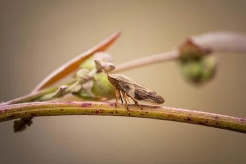 The unique cicada is disguised under the environment Stock Photos