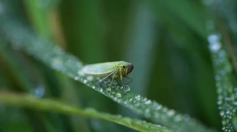 The unique cicada is disguised under the environment Stock Photos