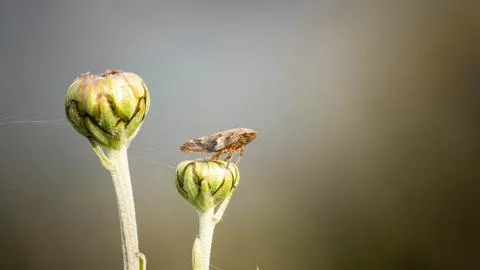 The unique cicada is disguised under the environment Foto stock