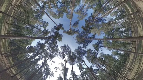 Unique circular view of pine forest as we ascend up towards blue sky Stock Footage 118252061