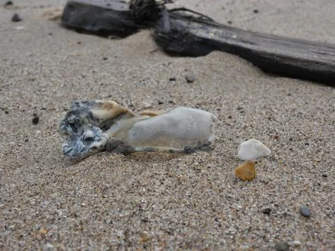 Unique clear shell, washed up with driftwood, on sandy beach. Stock Photos