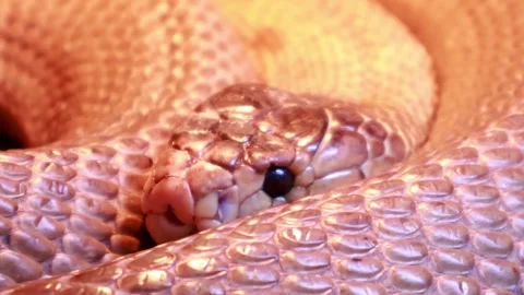 Unique close-up of a desert snake showcasing its stunning texture and colors Stock Footage 295306545